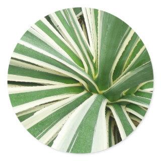Agave Plant Green and White Striped Classic Round Sticker