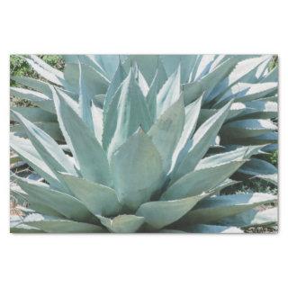 Agave Succulent Plant Cactus Green sage grey Tissue Paper