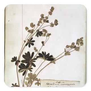 Alchemilla, from a Herbarium Square Sticker