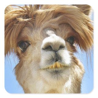 Alpaca with Crazy Hair Square Sticker