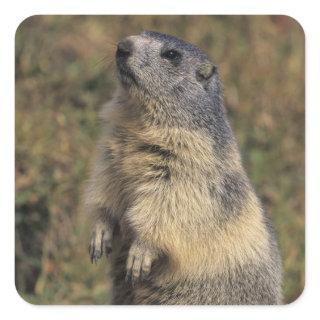 Alpine Marmot, Marmota marmota, adult standing Square Sticker