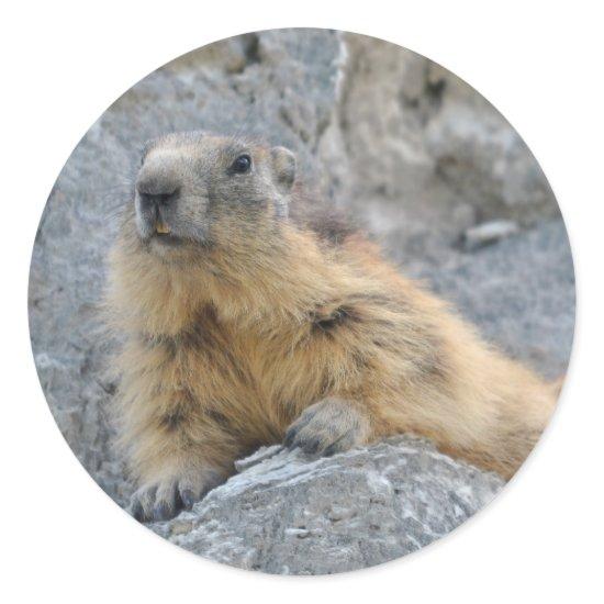 Alpine marmot on the roch classic round sticker