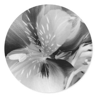 Alstroemeria Peruvian Lily Flower in Black & White Classic Round Sticker