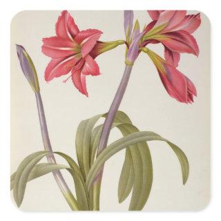 Amaryllis Brasiliensis Square Sticker