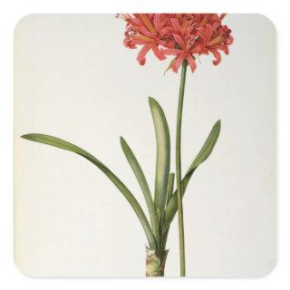 Amaryllis Curvifolia, 1809, from `Les Square Sticker