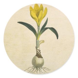 Amaryllis Tulip Botanical Garden Flower Classic Round Sticker