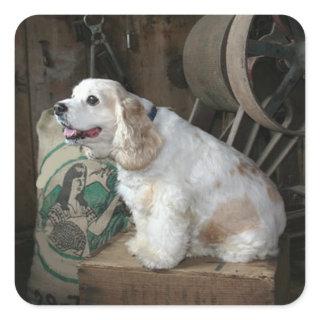 american cocker spaniel sitting square sticker