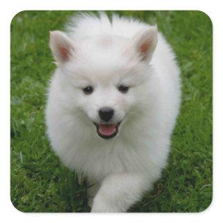 American Eskimo Puppy Dog Sticker / Label