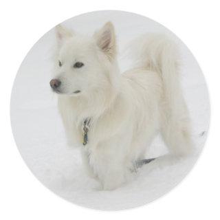 American Eskimo Puppy Dog Sticker / Label
