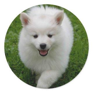 American Eskimo Puppy Dog Sticker / Label