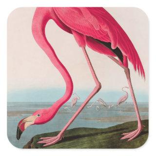 American Flamingo Birds of America Audubon Print Square Sticker