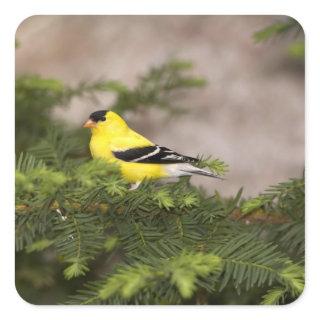 American Goldfinch male in a tree Square Sticker