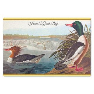 American mallard ducks in a river swimming tissue paper