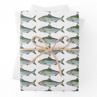 American Shad fish