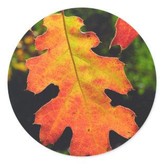 An Oak Leaf in Six Rivers National Forrest Classic Round Sticker
