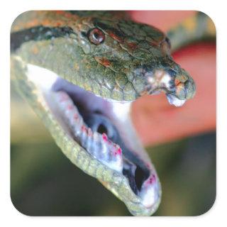 Anaconda snake jaws open exposing large fangs square sticker