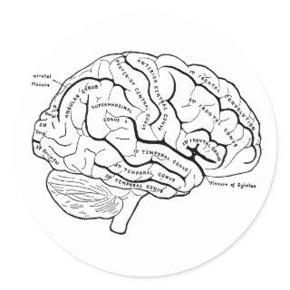 Anatomical Brain Classic Round Sticker