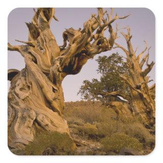 Ancient Bristlecone Forest, White Mountains, CA Square Sticker