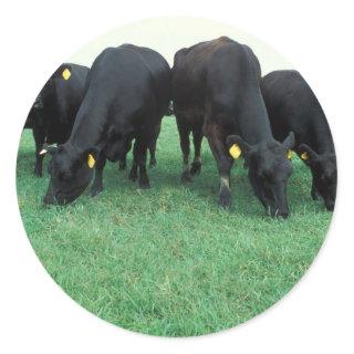 Angus cattle classic round sticker