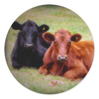 Angus Love - Pair of Cattle Side by Side Classic Round Sticker
