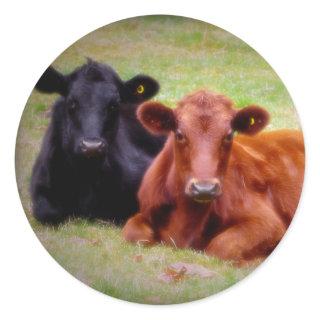 Angus Love - Pair of Cattle Side by Side Classic Round Sticker