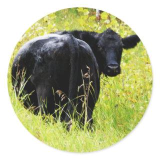 Angus Steer in Tall Yellow Grass Classic Round Sticker