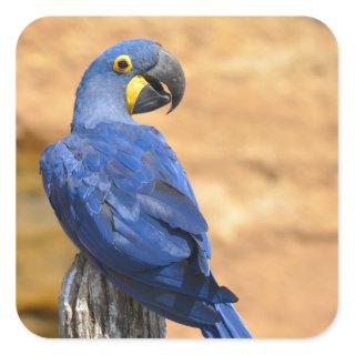 Animal of Hyacinth macaw perched on wood post  Square Sticker
