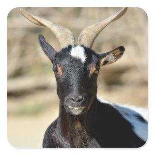 Animal of Rove goat with twisted horns Square Sticker