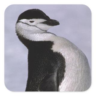Antarctica. Chinstrap penguin Square Sticker