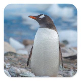 Antarctica. Neko Harbor. Gentoo Penguin Square Sticker