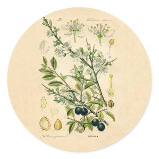 Antique Blackthorn Botanical Print Flower Berry Classic Round Sticker