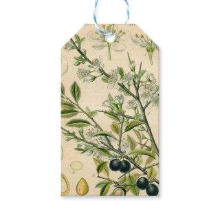 Antique Blackthorn Botanical Print Flower Berry Gift Tags