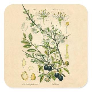 Antique Blackthorn Botanical Print Flower Berry Square Sticker