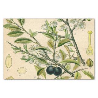 Antique Blackthorn Botanical Print Flower Berry Tissue Paper