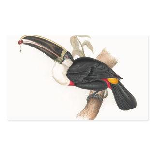 Antique Toucan Bird Wildlife Painting Rectangular Sticker