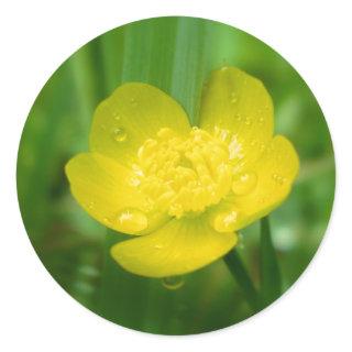 Appalachian Buttercup Stickers