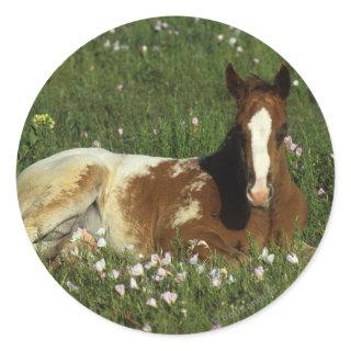 Appaloosa Foal Laying Down in Flowers Classic Round Sticker