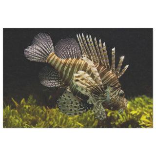 aquarium lionfish tissue paper