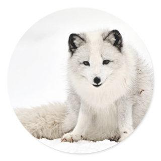 Arctic Fox in the Snow Classic Round Sticker