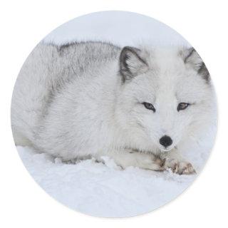 Arctic Fox in the Snow Classic Round Sticker