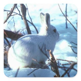 Arctic Hare in Snow Square Sticker
