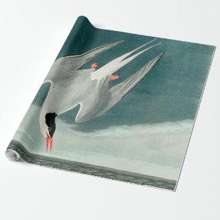 Arctic Tern Audubon Bird Wildlife Painting