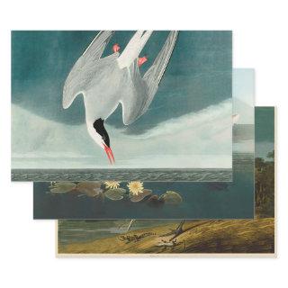 Arctic Tern Audubon Bird Wildlife Painting  Sheets