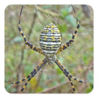 Argiope trifasciata Orb Weaver Spider Square Sticker
