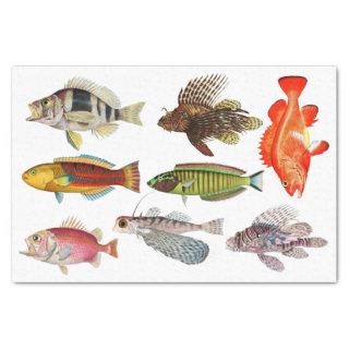 Artist Impressions Ocean Sea Life Fish Species Tissue Paper