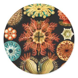 Ascidiae, Seescheiden Marine Life by Ernst Haeckel Classic Round Sticker