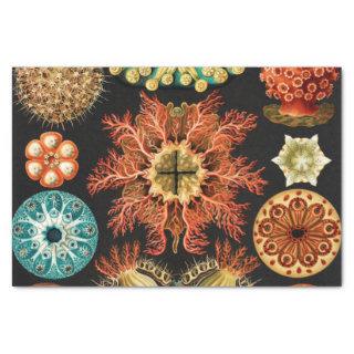 Ascidiae, Seescheiden Marine Life by Ernst Haeckel Tissue Paper