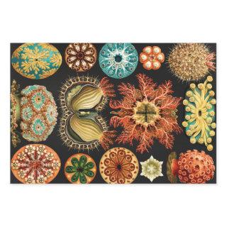 Ascidiae, Seescheiden Marine Life by Ernst Haeckel  Sheets