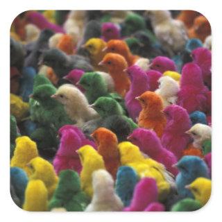 Asia, India, Karnataka, Mysore. Colored chicks Square Sticker