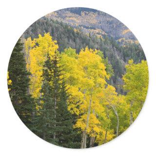 Aspen Trees (Populus Tremuloides) And Conifers 2 Classic Round Sticker